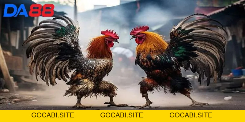 Đá Gà DA88 - Sân chơi kịch tính, tỷ lệ thưởng hấp dẫn - gocabi.site