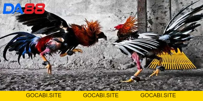 Đá Gà DA88 - Sân chơi kịch tính, tỷ lệ thưởng hấp dẫn - gocabi.site