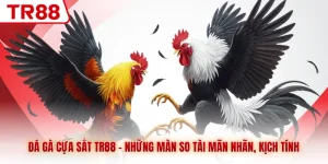 Đá Gà TR88 - Mãn Nhãn Với Giải Đấu Của Chiến Kê Hàng Đầu - gocabi.site