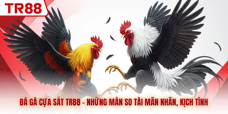 Đá gà Cựa Sắt TR88 - Những Màn So Tài Mãn Nhãn, Kịch Tính - gocabi.site